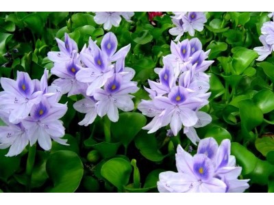 Bèo tây Việt Nam vứt bỏ không tiếc, Nhật thành đặc sản đắt đỏ